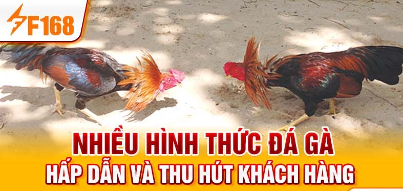 Nhiều hình thức đá gà hấp dẫn và thu hút khách hàng